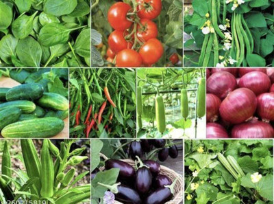 FRESHO All Mixed Vegetable Seeds Seed(100 per packet)
