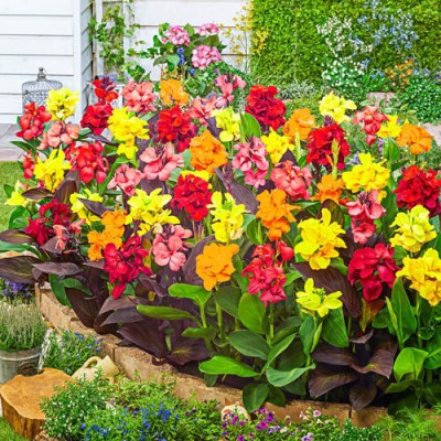 Andhagnai Canna Lily Multicolor Flower Bulbs For Home Gardening Seed(5 per packet)