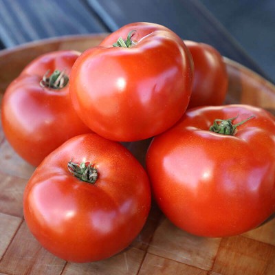 VRAKSHA Tomato Roadster Seed(500 per packet)