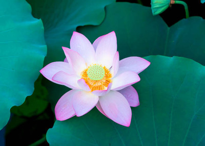 VIBAC lotus,kamal gatta Seed(11 per packet)