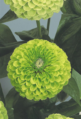 VibeX PAU-45 - Rare Envy Zinnia - (270 Seeds) Seed(270 per packet)