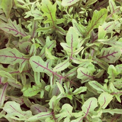 XOLDA Organic rocket herb Seed(15 per packet)