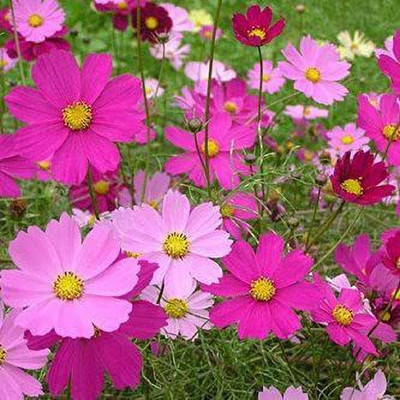 ENINE Cosmos Seed(80 per packet)