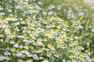 VibeX XLL-35 - Roman / German Chamomile - (2250 Seeds) Seed(2250 per packet)