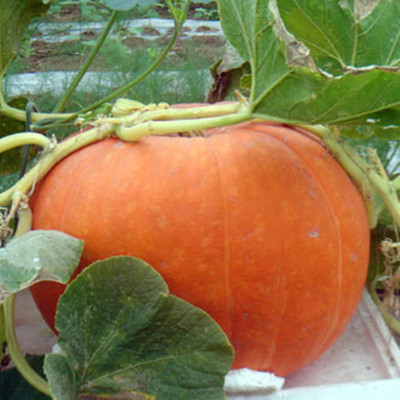 KNESSiN Pumpkin Small Seed(150 per packet)