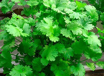 KANAYA dhaniya Seed(200 per packet)