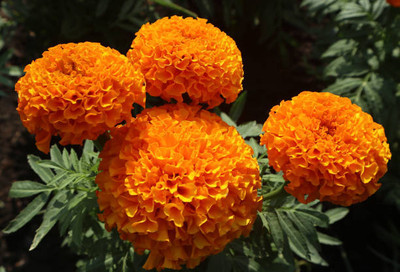 abiswas marigold/gende ka phool flower seeds Seed(25 per packet)