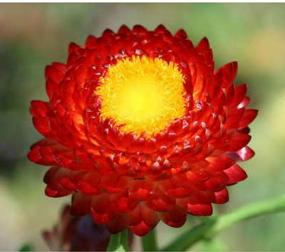 Aywal Helichrysum Mixed Color F1 Hybrid Seed(20 per packet)