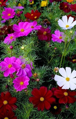 Dasstore Cosmos multiple colour flower seeds pack of 20 Seed(20 per packet)