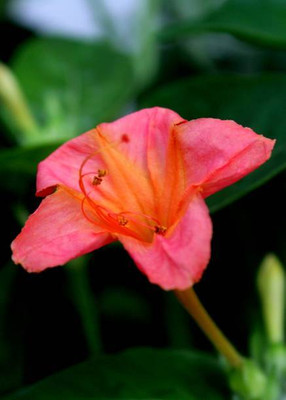 SH ENTERPRISE kanakambaram-firecracker-crossandra Seed(12 per packet)