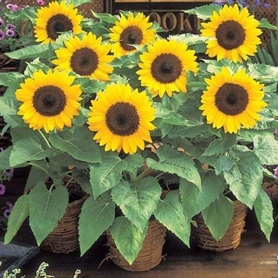 DEYS AGRO ™ big sunflower flower plant seeds for planting Seed(20 per packet)