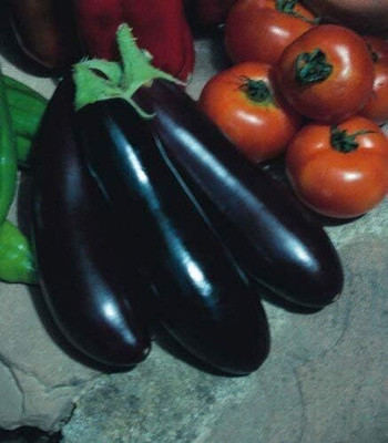 Biosnyg Extended Harvest Season Brinjal Long Purple ( Seeds) Seed(2000 per packet)