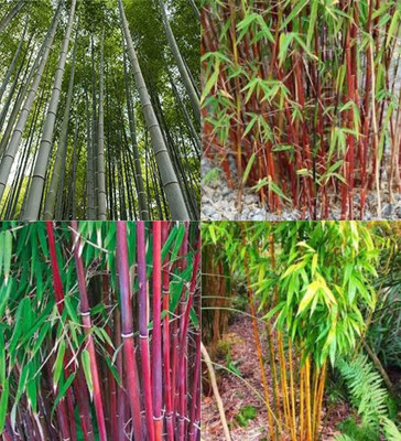 ibains Bamboo seeds for planting biij 37 Seed(37 per packet)