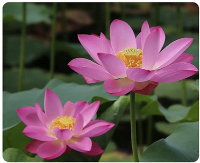VibeX HUA-99 - Beautiful White Pink Dwarf Aquatic Water Lily - (30 Seeds) Seed(30 per packet)