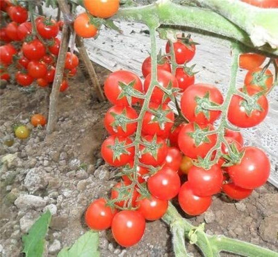 WILLVINE टमाटर के बीज/Tomato Seeds - Desi Variety [10g, 3000 Seeds] Seed(3000 per packet)