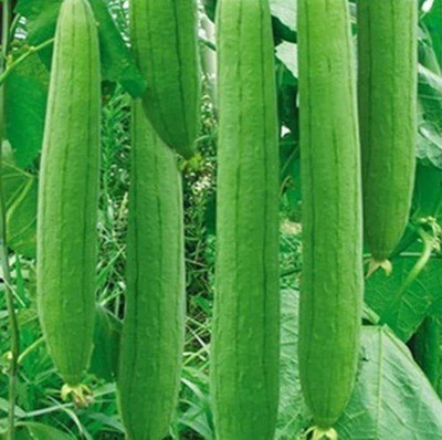 VibeX Sponge Gourd Chiknoi Tori Seed(50 per packet)