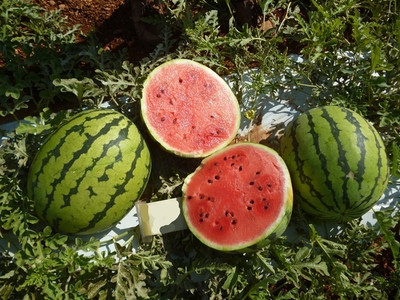 Quentova Juicy watermelon Seeds/तरबूज के बीज-UK-6Z Seed(50 per packet)
