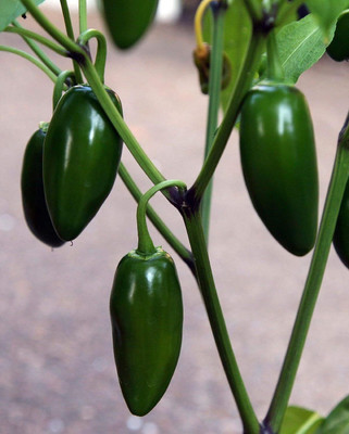 WILLVINE PUAS -IV Chilli Jalapeno M, Pickle Chilli Hybrid[10gm, 2000 Seeds] Seed(2000 per packet)