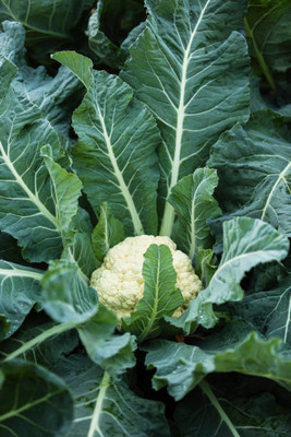SENECIO white cauliflower,gobhee seeds Seed(45 per packet)