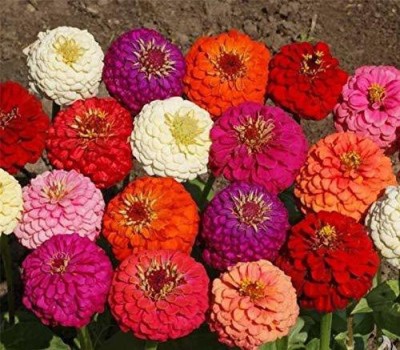 VibeX XL-63 - Zinnia Giant Flower - Mix Flower - (90 Seeds) Seed(90 per packet)