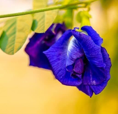 Qualtivate PUA-3A Butterfly Pea Flower Seeds Seed(200 per packet)