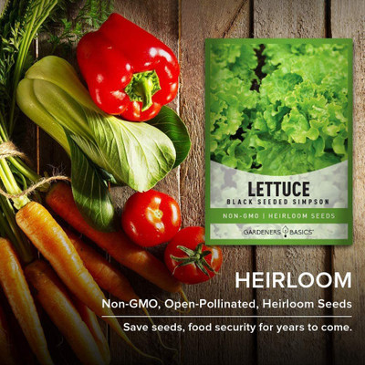 VibeX TLX-24 - Green Leaf Lettuce -Black ed Simpson - (1350 Seeds) Seed(1350 per packet)