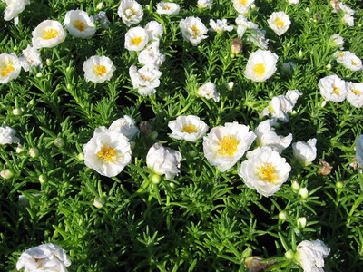 Qualtivate XLL-19 Purslane Large-Flowered Portulaca Seeds Seed(50 per packet)