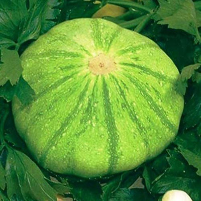 WILLVINE XL-388 Malachite Patty Pan Scallop Zucchini Seed(100 per packet)