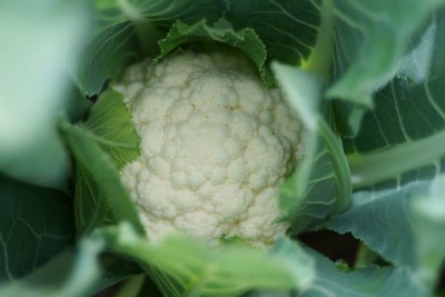 Behuria Agro Farm white cauliflower,gobhee seeds Seed(13 per packet)