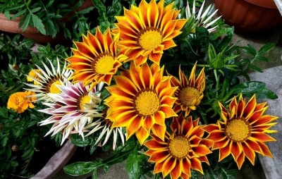 Quentova Gazania Flower-NST-10H Seed(60 per packet)