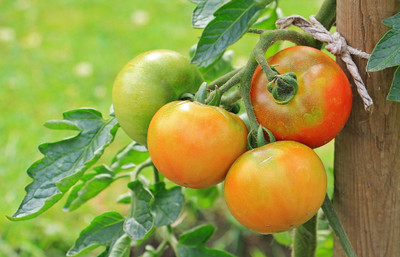 Pbevergreen VNR Fresh Tamato Vegetable Hybrid Seed(50 per packet)