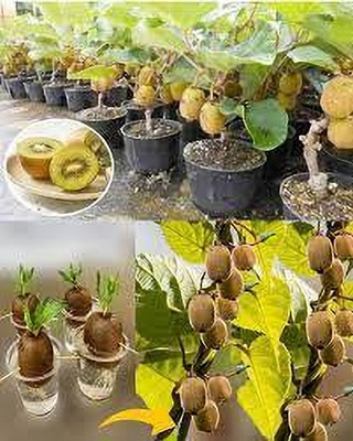 kranti farms kiwi Seed(30 per packet)