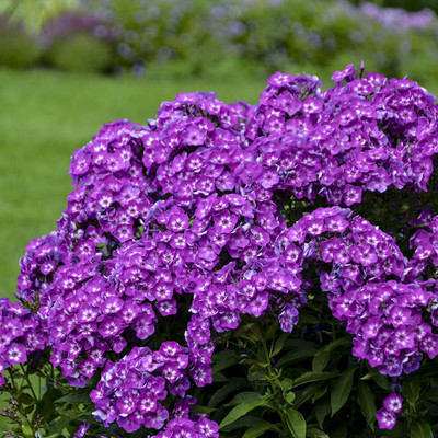 CEZIUS Phlox Paniculata 'Laura' Seed(50 per packet)
