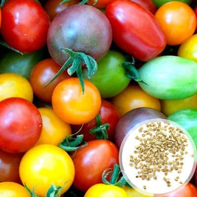 CYBEXIS Rare Rainbow Cherry Tomato Seeds2000 Seeds Seed(2000 per packet)