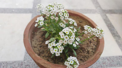 Lorvox Hybrid Sweet Allysum Seed(50 per packet)