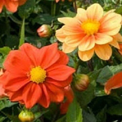 LPR DAHLIA Seed(20 per packet)