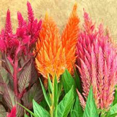 Seedsqlty Celosia flower seeds all colours Seed(10 per packet)