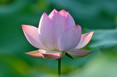 nizex lotus,kamal gatta Seed(14 per packet)