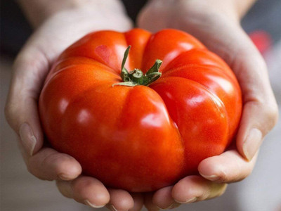 Qualtivate HYB-5A Red Giant Beefsteak Tomato Determinate Seed(300 per packet)