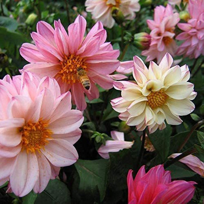 CYBEXIS TLX-92 - Mixed Rare Dahlia Flower Spectacle - (60 Seeds) Seed(60 per packet)