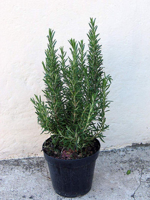 CYBEXIS LX-30 - Rosemary (Rosmarinus officinalis) - (2250 Seeds) Seed(2250 per packet)