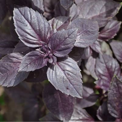 Qualtivate XLR-54 Herb Basil Red Rubin Seed(1000 per packet)