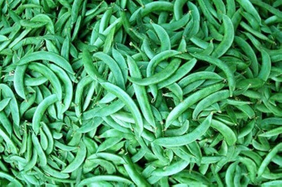 BJUBAS beans vegetable seeds pack of 38 Seed(38 per packet)