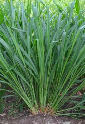 LPR GHAS,GRASS Seed(50 per packet)