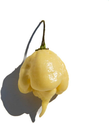 Biosnyg Disease-Resistant White Carolina Reaper Pepper Seeds For Gardening-(4000 Seeds) Seed(4000 per packet)