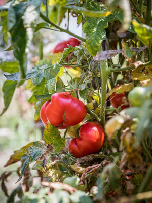 Shree Ganga Enterprise tomato Seed(145 per packet)