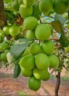 SHYAM Taiwan Green Apple Ber Plant. Seed(1 per packet)