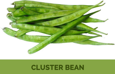 Quentova Cluster Beans / Gavar-7T-NDIR Seed(150 per packet)
