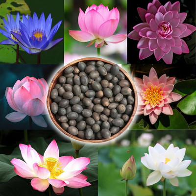 DEYS AGRO ™ lotus seeds (pack of 40) Seed(40 per packet)