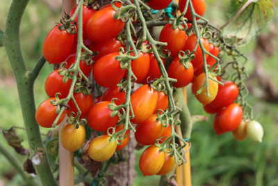 Heirloom Quality tomato Seed(155 per packet)